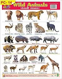 Buy Wall Chart Of Plastics Non Tearable Of Wild Animals For