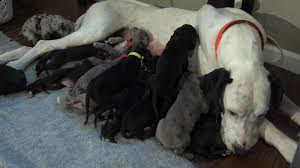 Great danes are amazingly gentle and respectful dogs as puppies and throughout adulthood. A Great Dane S Giant Litter 19 Puppies Abc News