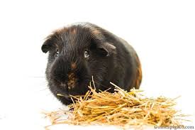 Can Guinea Pigs Have Straw In Their Cage