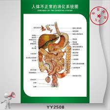 Buy The Human Body Is Not Normal Digestive System Flipchart