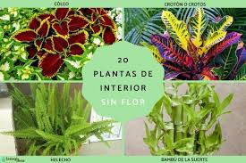 20 plantas de interior sin flor