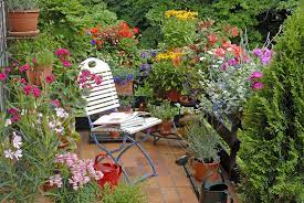 Terrace Gardening In India How To