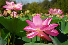 Lotus Blossoms Picture Of Kenilworth