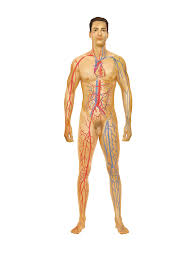 Review the major systemic veins of the body including the veins of the neck, arm, forearm, abdomen, pelvis, thigh, and leg in this interactive tutorial. 2