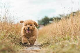 Because our mini golden doodles are highly sought after, and because we raise a limited number of litters per year, we they are very well socialized from birth till they go to their new homes. How Long Does It Take To Potty Train A Goldendoodle Goldendoodle Advice