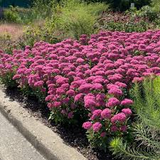 sedum carl midwest groundcovers llc