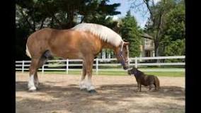 Vad heter världens längsta häst?