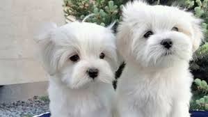 cute maltese puppies are ready for a
