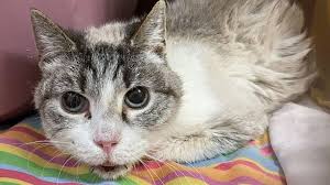 Viele der katzen sind als fundtiere ins. Von Besitzerin Nie Gewollt Tierheim Katze Musja Sucht Liebevolles Zuhause