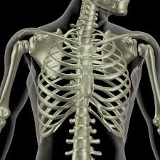The rib cage supports and protects vital organs in the thoracic cavity, chest and in the abdominal region. 100 Pics Body Parts 15 Level Answer Rib Cage