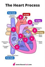 10 Facts About The Human Heart Anatomy Physiology Anatomy