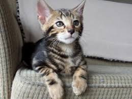 Each bengal cat has its own personality and we try to assist you in making the right choice. Katt Katt Bengal Cat For Sale Melbourne