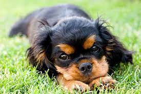 Cavalier king charles spaniel puppies are happy, gentle and friendly dogs who love to cuddle, entertain and impress. Cavalier King Charles Spaniel Puppies For Sale Akc Puppyfinder