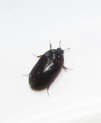 carpet beetles and allergies