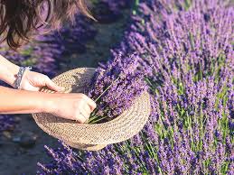 We did not find results for: 4 Benefits And Uses Of Lavender Tea And Extracts