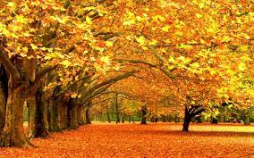 fall foliage wallpapers for desktop