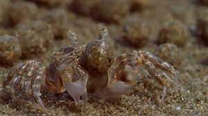 sand bubbler crabs make tiny sand