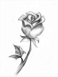 20 rose drawings free psd ai eps