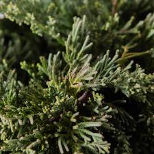 blue rug juniper with