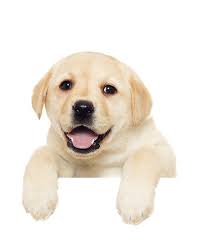 English black and yellow labrador puppies for sale in california! Dogs And Puppies For Sale In Orlando Florida Breeder S Pick Puppies For Sale Labrador Retriever Puppies Labrador Retriever