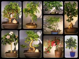 bonsai tree good fortune happiness