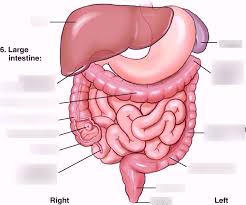large intestine diagram diagram quizlet