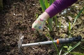 Vegetable Weed Control Methods A Full