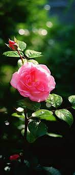 a pink rose in a garden surrounded