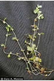 Plants Profile for Aphanes arvensis (field parsley piert)