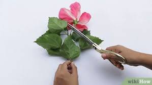 how to dissect a flower 8 steps with