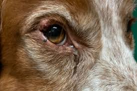 dog eyelid tumors types and treatments