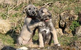 She does best as a watchdog, is good with children, potentially aggressive with other animals, and better with cold weather than warm climates. Irish Wolfhound Puppies Breed Information Puppies For Sale Irish Wolfhound Puppies Wolfhound Puppies Irish Wolfhound
