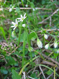 Allium pendulinum - Wikipedia