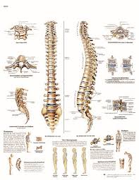 Uk 3b Laminated Anatomical Wall Chart Spinal Column
