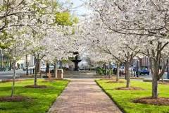 do-cherry-blossoms-grow-in-georgia