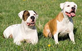 american bulldogs what s good about