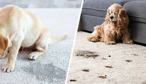 remove bleach spot stain from carpets