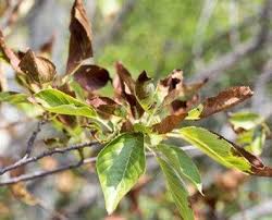 Maybe you would like to learn more about one of these? See Burnt Tree Leaves Fix Leaf Scorch Symptoms With Treatment Davey Blog