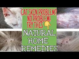 how to treat cat skin problem in