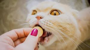 cerenia for cats to treat feline