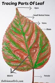 exploring veins patterns in leaves