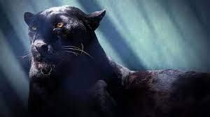 300 panther backgrounds wallpapers com