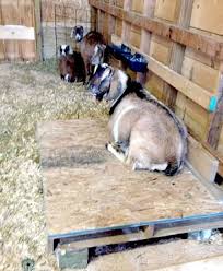 diy raised goat beds goat shelter