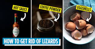 11 ways to get rid of lizards before