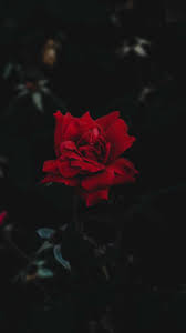 Black Rose Wallpaper - EnJpg