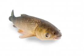 Pond Fish The 10 Best Fish For Your Backyard Pond With