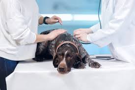 If your dog has been diagnosed with a liver disease associated with copper buildup, zinc is one of the best methods of treatment. Canine Lymphoma What You Need To Know Petfirst