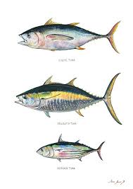 Poster Print Tuna Fish Species Bigeye Yellowfin