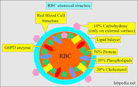 complete blood count red blood cell
