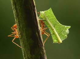 leafcutter ants use chemical secretions